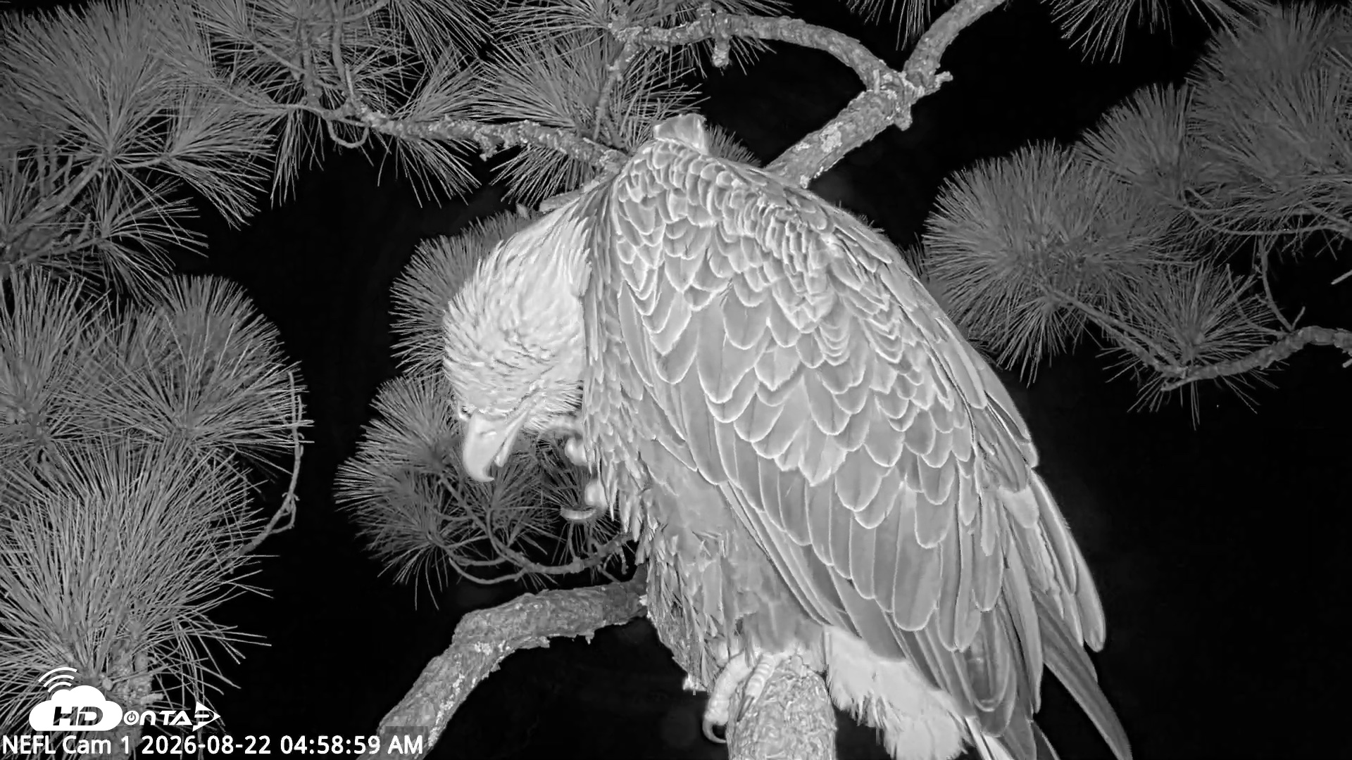 Snapshot of NE Florida Eagles Live Webcam taken Aug 22, 2026, 4:59am EDT