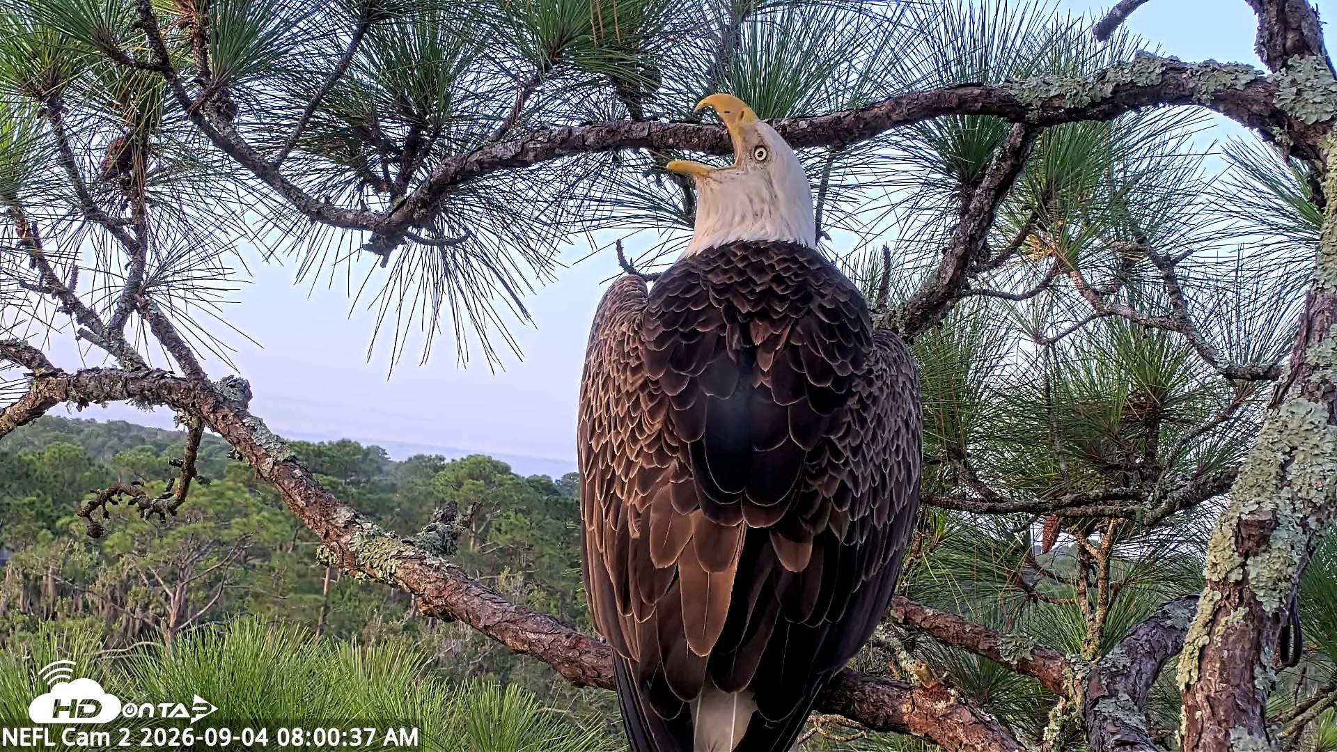 Snapshot of NE Florida Eagles Live Webcam taken Sep 4, 2026, 8:01am EDT