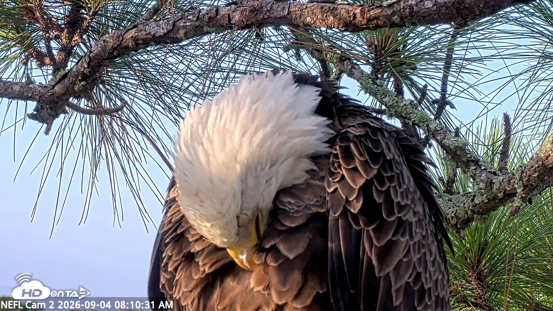 Snapshot of NE Florida Eagles Live Webcam taken Sep 4, 2026, 8:11am EDT
