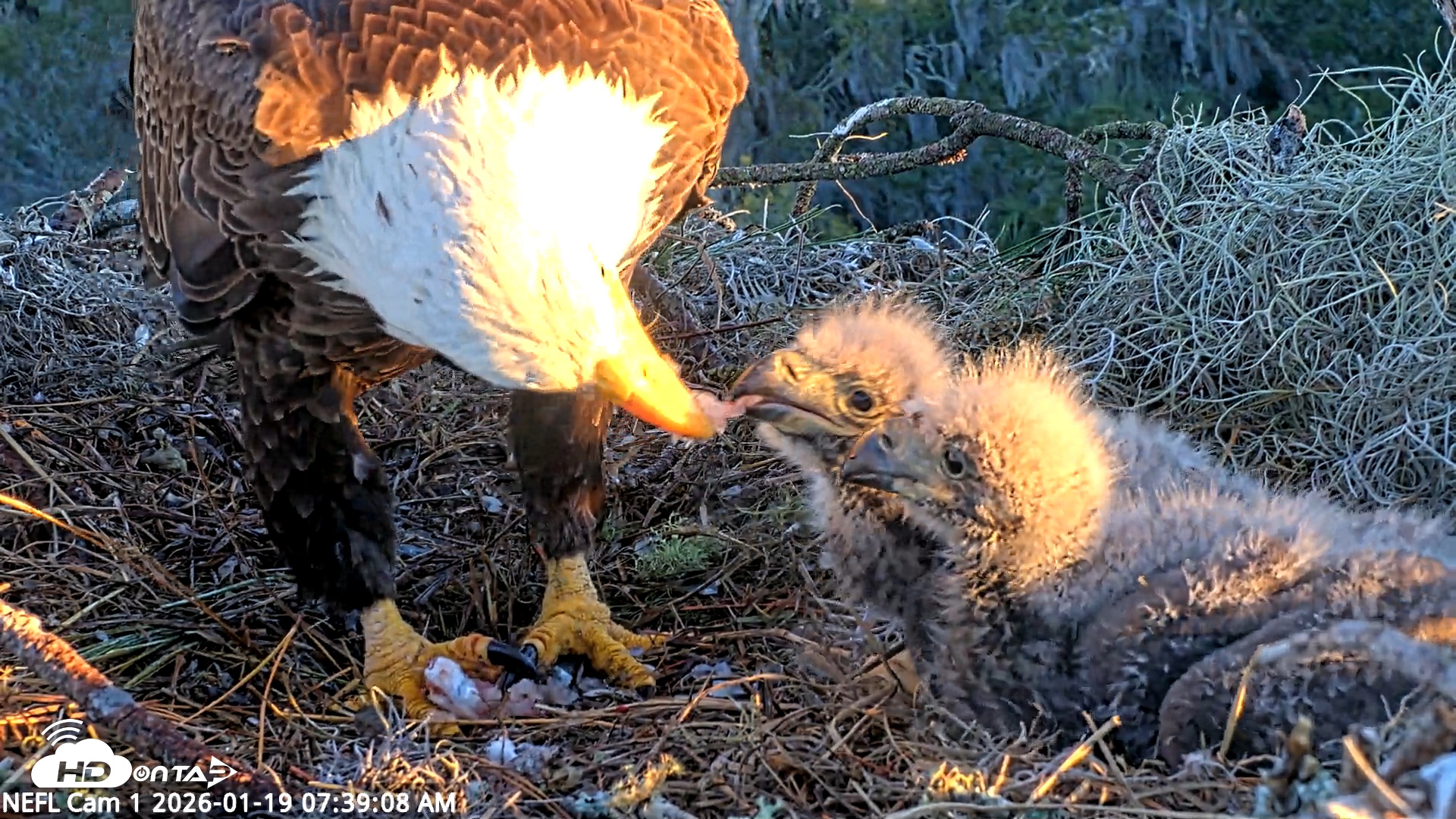 Snapshot of NE Florida Eagles Live Webcam taken Jan 19, 2026, 7:40am EST