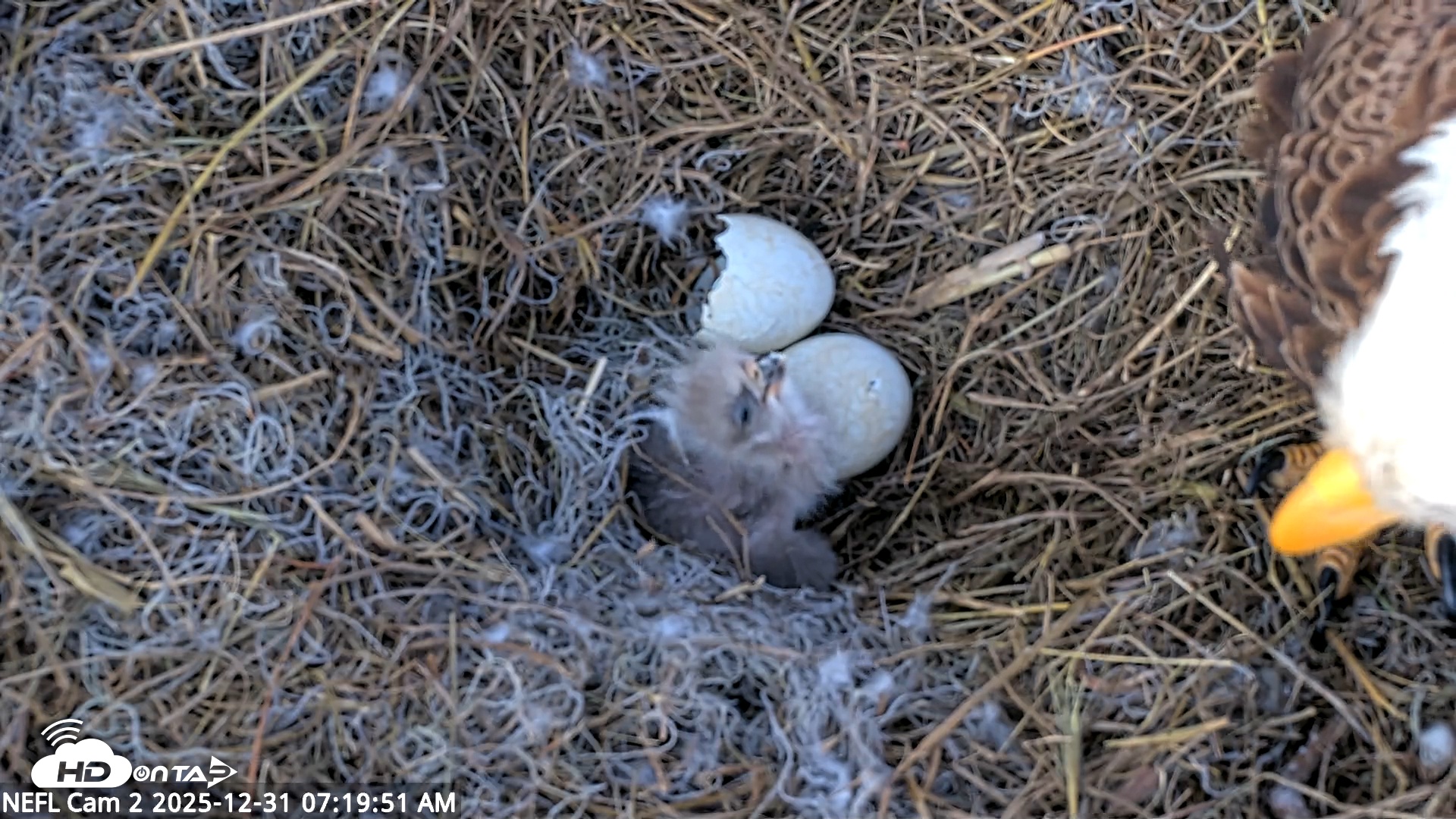Snapshot of NE Florida Eagles Live Webcam taken Dec 31, 2025, 7:20am EST