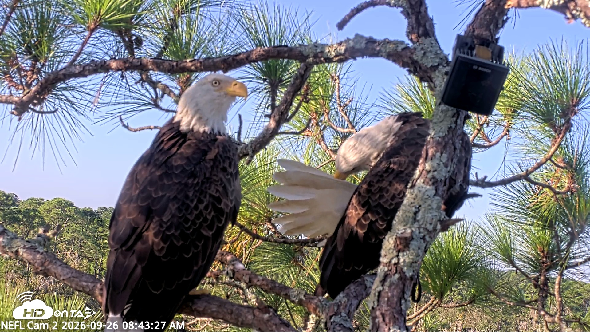 Snapshot of NE Florida Eagles Live Webcam taken Sep 26, 2026, 8:44am EDT