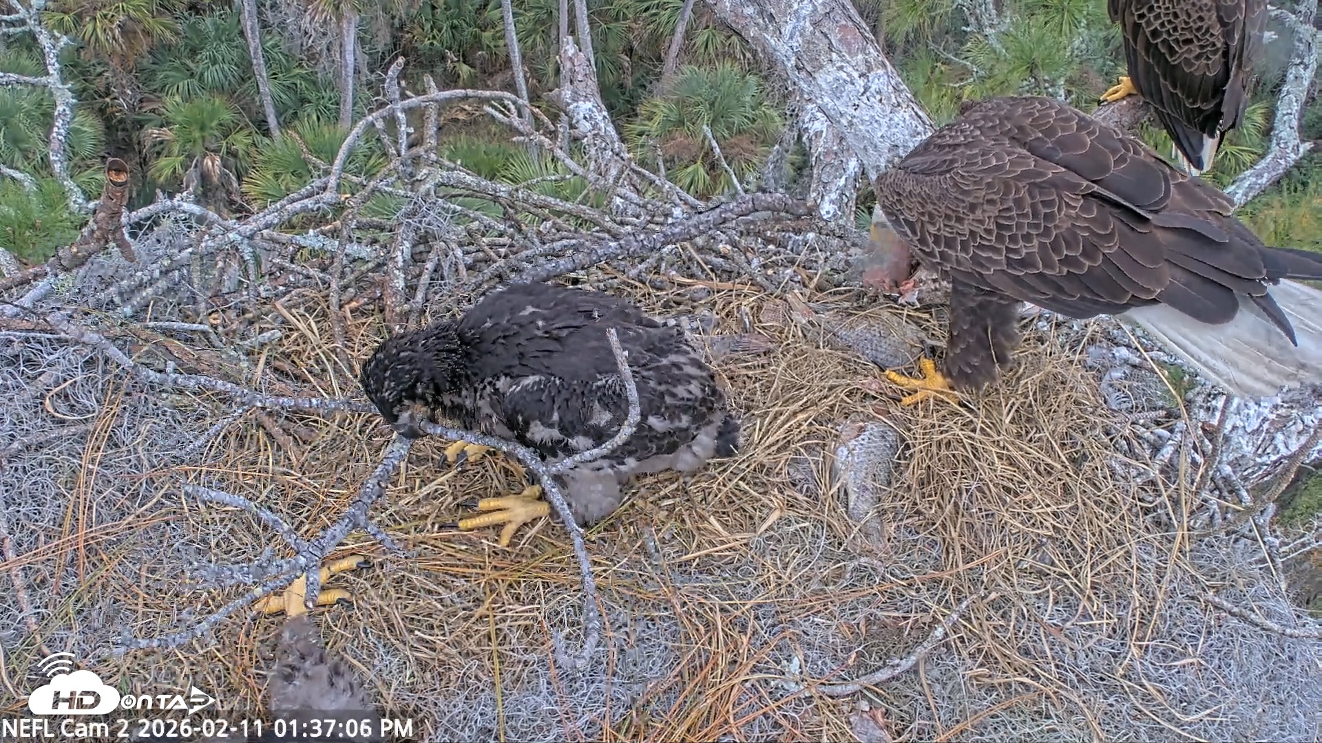 Snapshot of NE Florida Eagles Live Webcam taken Feb 11, 2026, 1:37pm EST