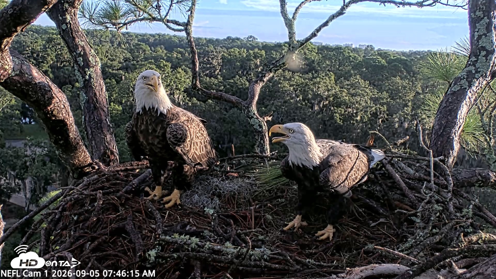Snapshot of NE Florida Eagles Live Webcam taken Sep 5, 2026, 7:47am EDT