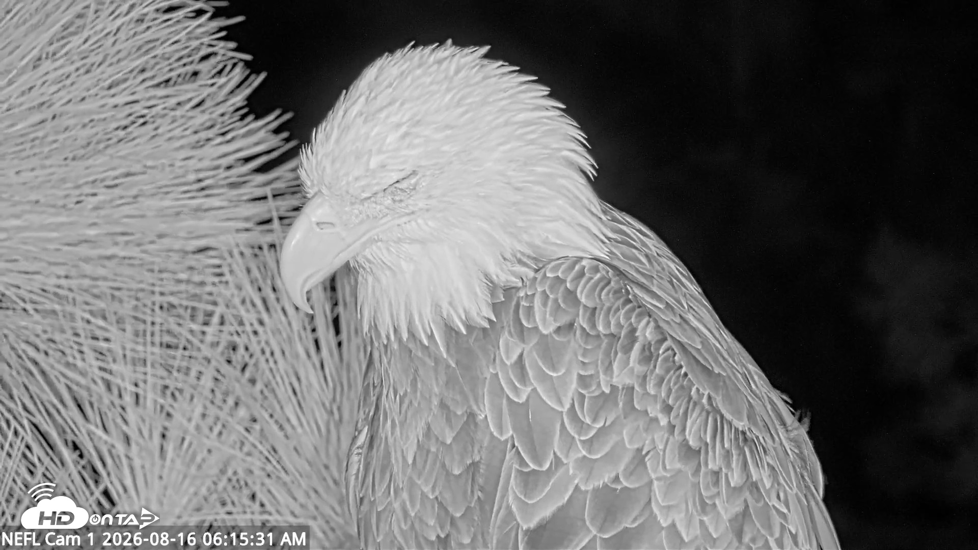 Snapshot of NE Florida Eagles Live Webcam taken Aug 16, 2026, 6:16am EDT