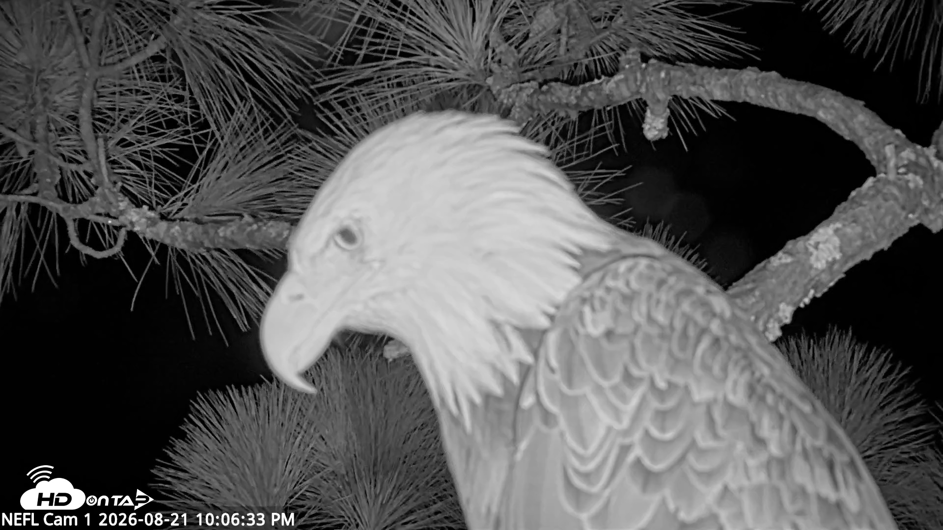 Snapshot of NE Florida Eagles Live Webcam taken Aug 21, 2026, 10:07pm EDT