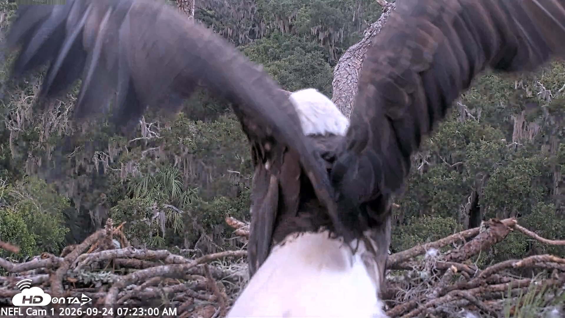 Snapshot of NE Florida Eagles Live Webcam taken Sep 24, 2026, 7:23am EDT