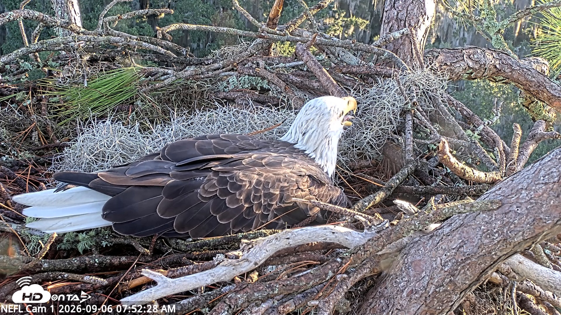 Snapshot of NE Florida Eagles Live Webcam taken Sep 6, 2026, 7:53am EDT