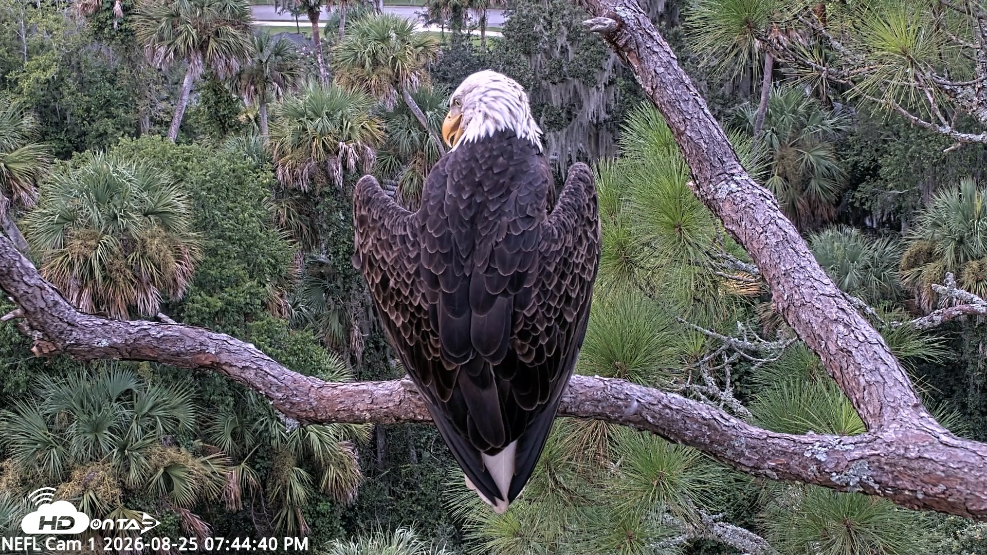 Snapshot of NE Florida Eagles Live Webcam taken Aug 25, 2026, 7:45pm EDT
