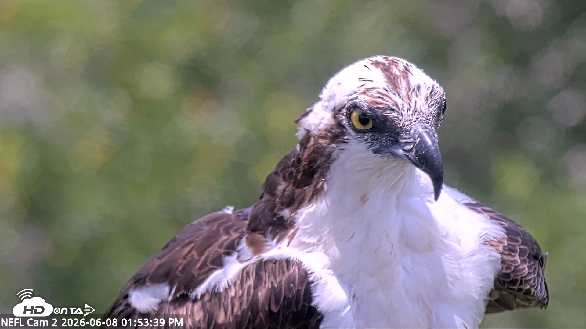 Snapshot of NE Florida Eagles Live Webcam taken Jun 8, 2026, 1:54pm EDT