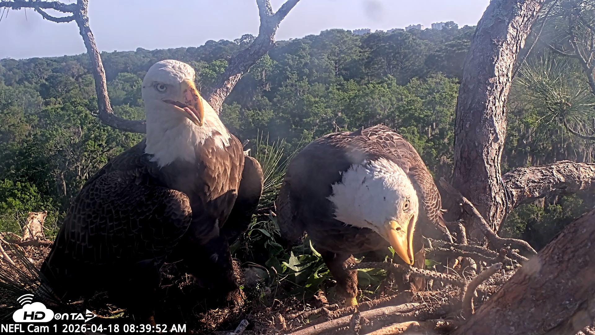 Snapshot of NE Florida Eagles Live Webcam taken Apr 18, 2026, 8:40am EDT