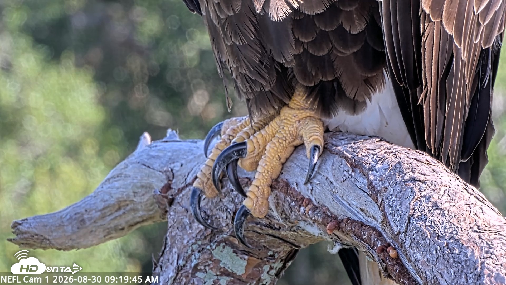 Snapshot of NE Florida Eagles Live Webcam taken Aug 30, 2026, 9:20am EDT
