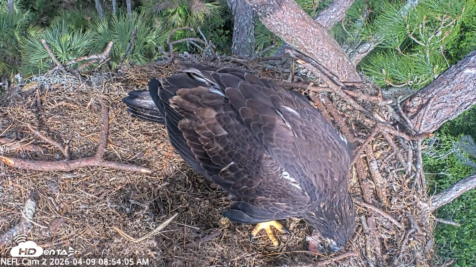 Snapshot of NE Florida Eagles Live Webcam taken Apr 9, 2026, 8:54am EDT