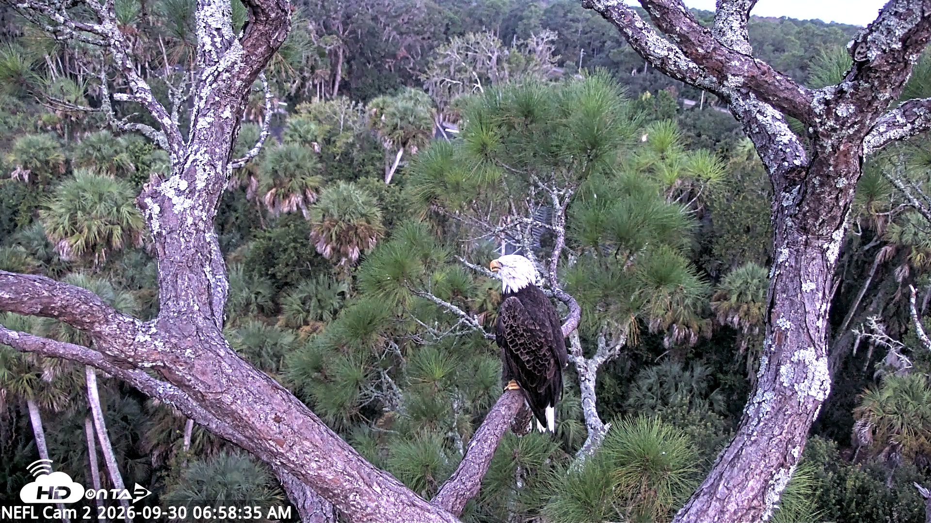 Snapshot of NE Florida Eagles Live Webcam taken Sep 30, 2026, 6:59am EDT