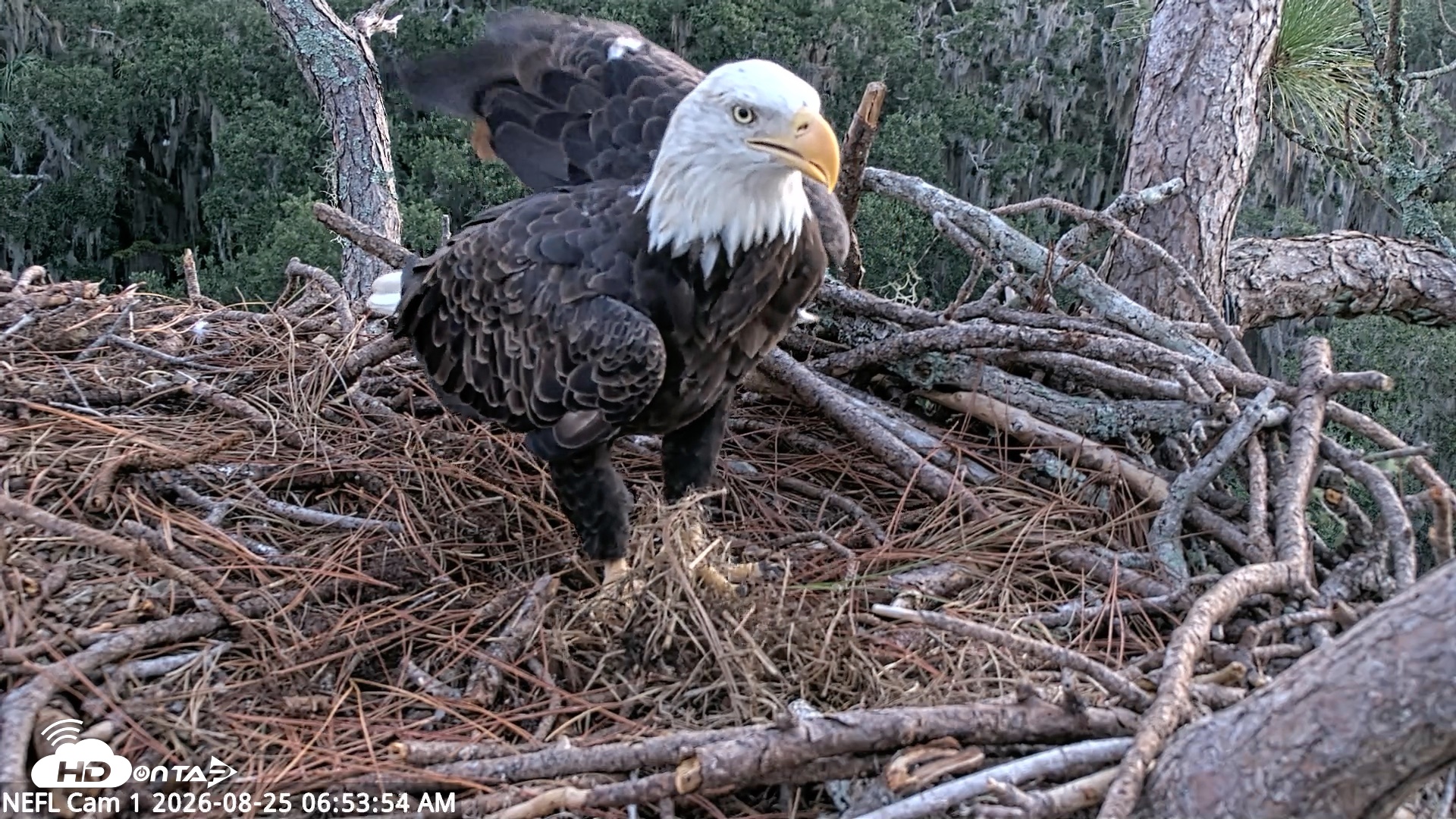 Snapshot of NE Florida Eagles Live Webcam taken Aug 25, 2026, 6:54am EDT