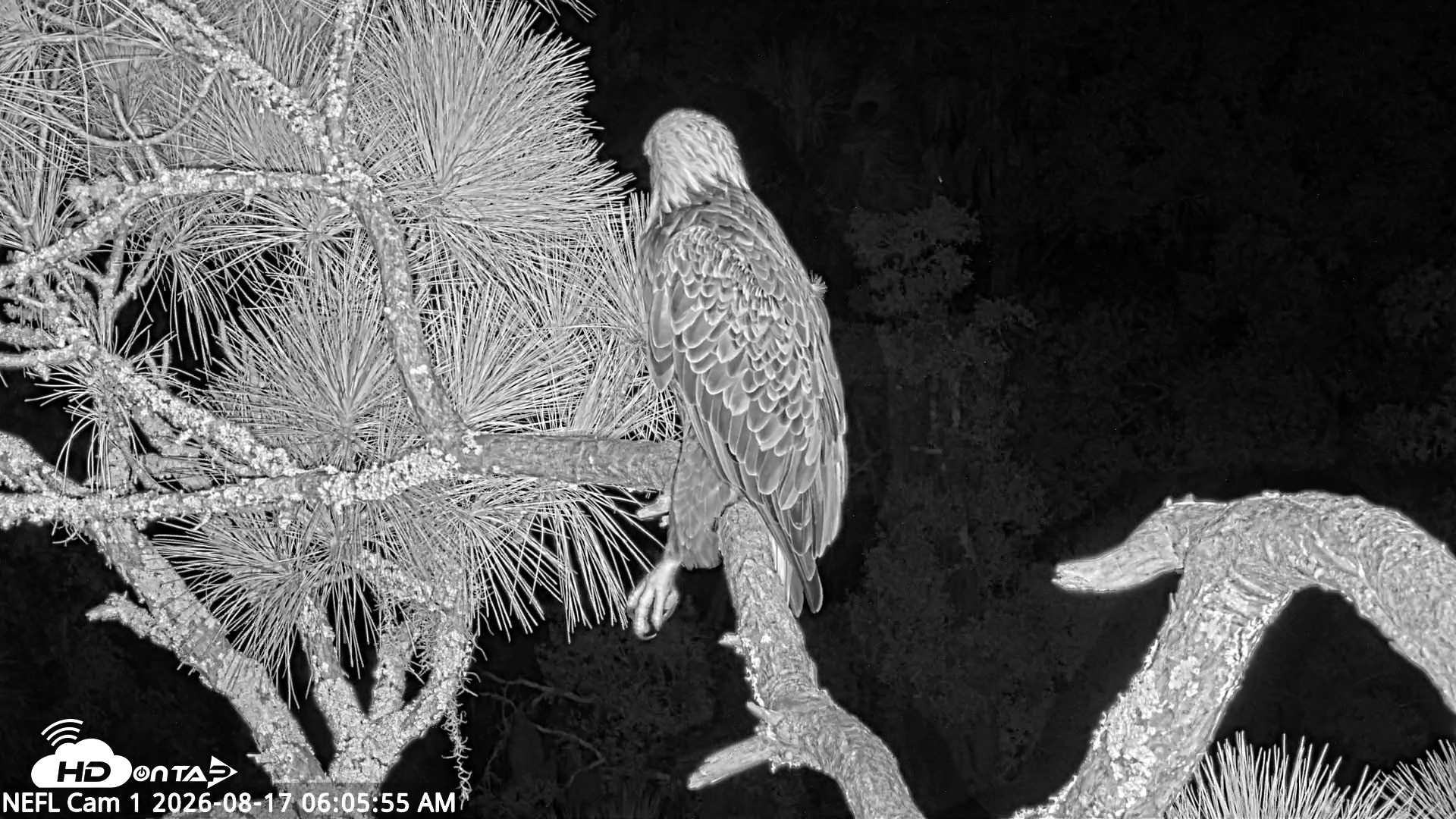 Snapshot of NE Florida Eagles Live Webcam taken Aug 17, 2026, 6:06am EDT