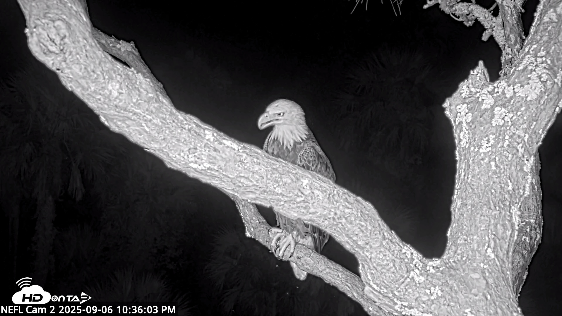 Snapshot of NE Florida Eagles Live Webcam taken Sep 6, 2025, 10:36pm EDT