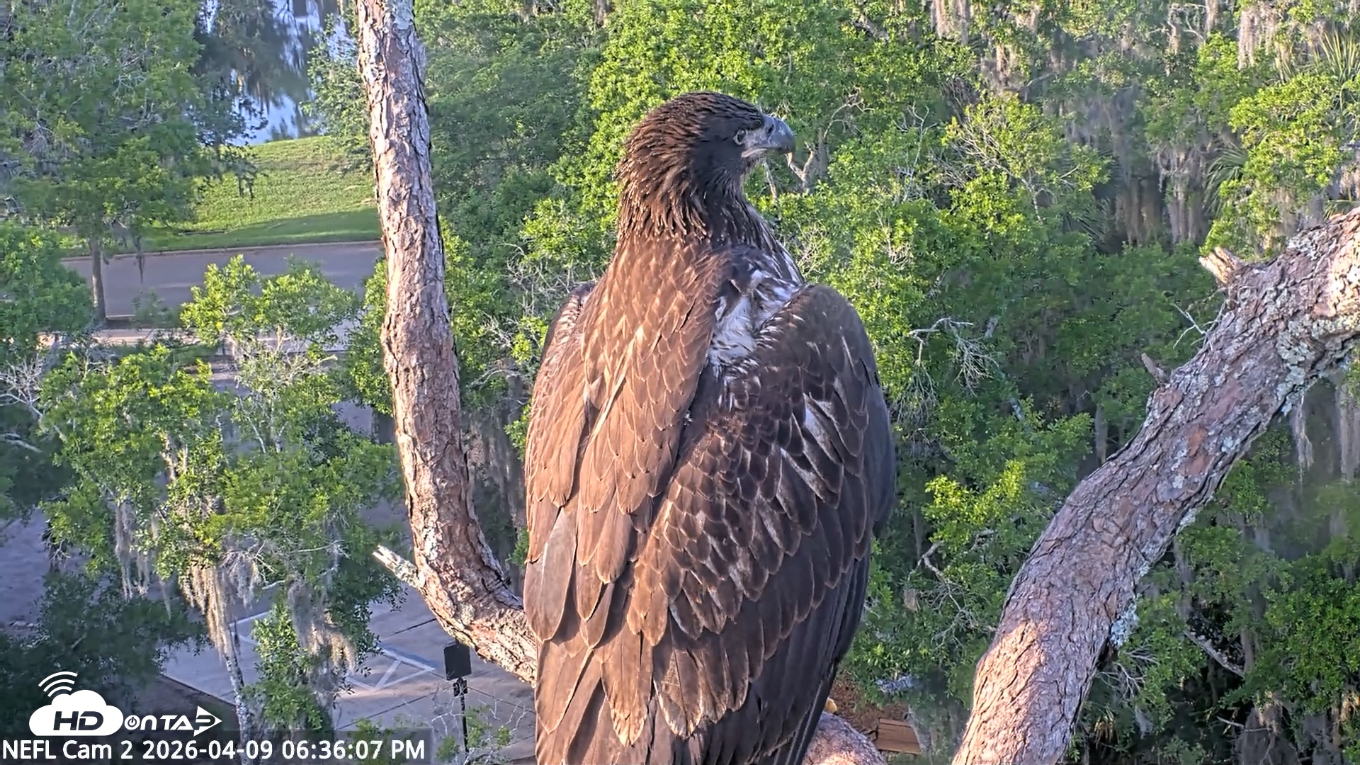 Snapshot of NE Florida Eagles Live Webcam taken Apr 9, 2026, 6:36pm EDT