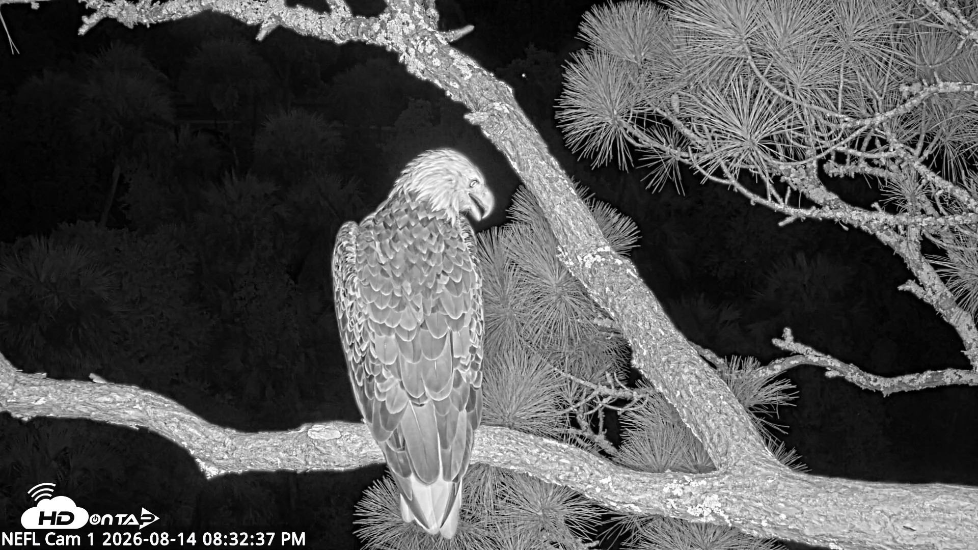 Snapshot of NE Florida Eagles Live Webcam taken Aug 14, 2026, 8:33pm EDT