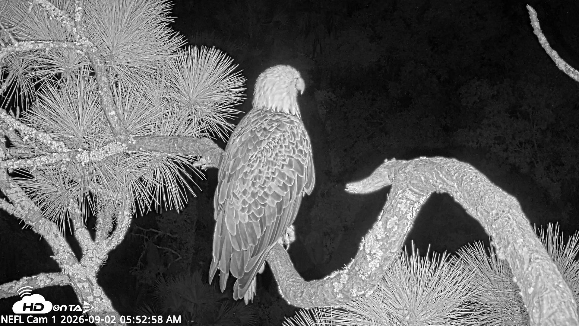 Snapshot of NE Florida Eagles Live Webcam taken Sep 2, 2026, 5:54am EDT