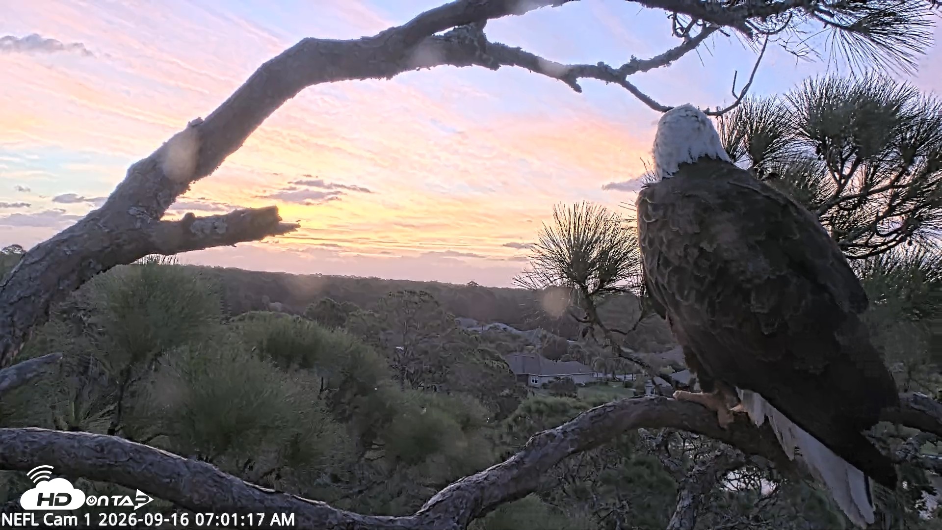 Snapshot of NE Florida Eagles Live Webcam taken Sep 16, 2026, 7:02am EDT