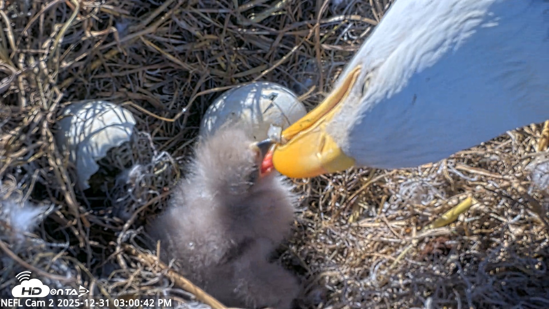 Snapshot of NE Florida Eagles Live Webcam taken Dec 31, 2025, 3:01pm EST