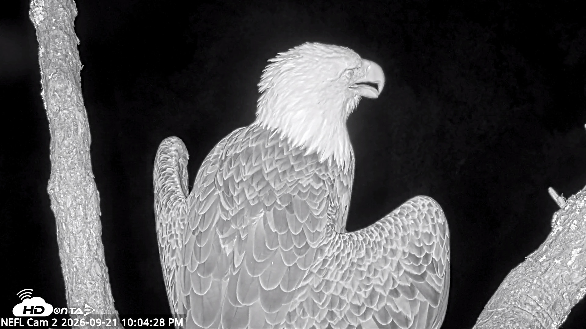 Snapshot of NE Florida Eagles Live Webcam taken Sep 21, 2026, 10:05pm EDT