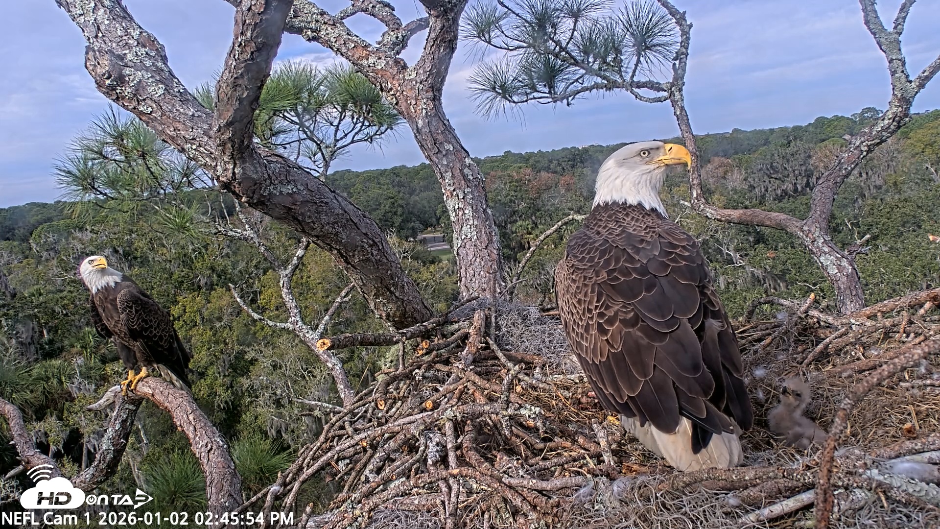 Snapshot of NE Florida Eagles Live Webcam taken Jan 2, 2026, 2:46pm EST