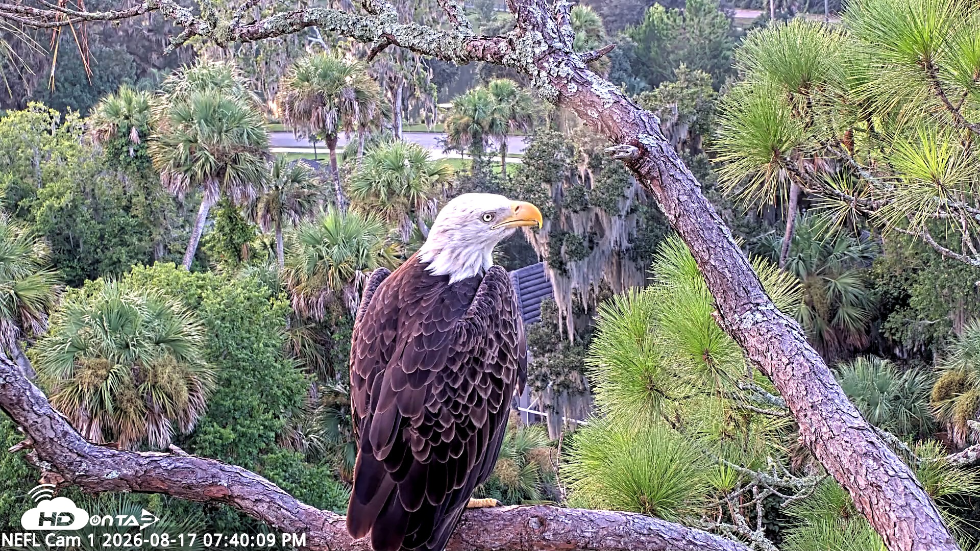 Snapshot of NE Florida Eagles Live Webcam taken Aug 17, 2026, 7:41pm EDT
