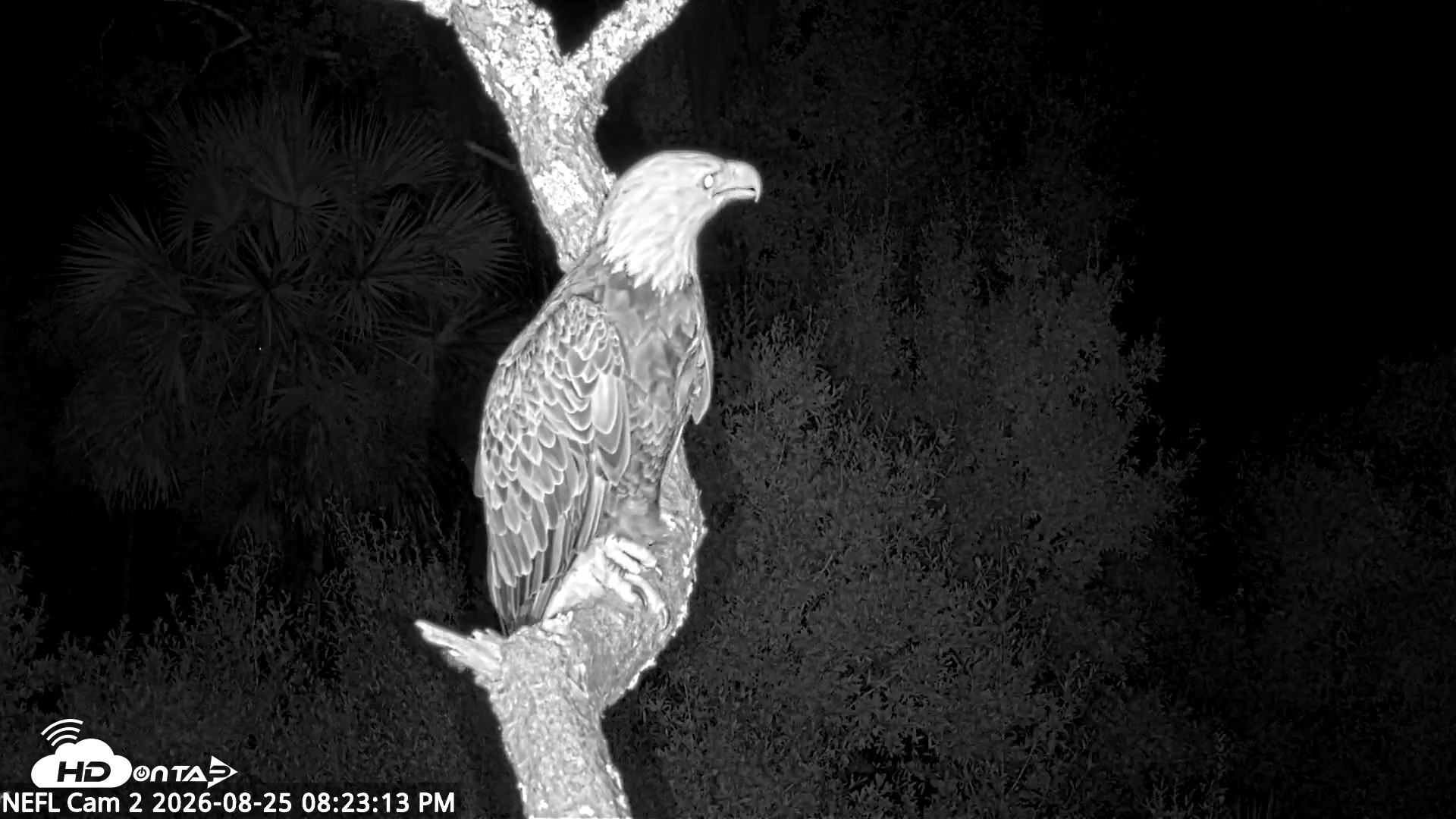 Snapshot of NE Florida Eagles Live Webcam taken Aug 25, 2026, 8:24pm EDT