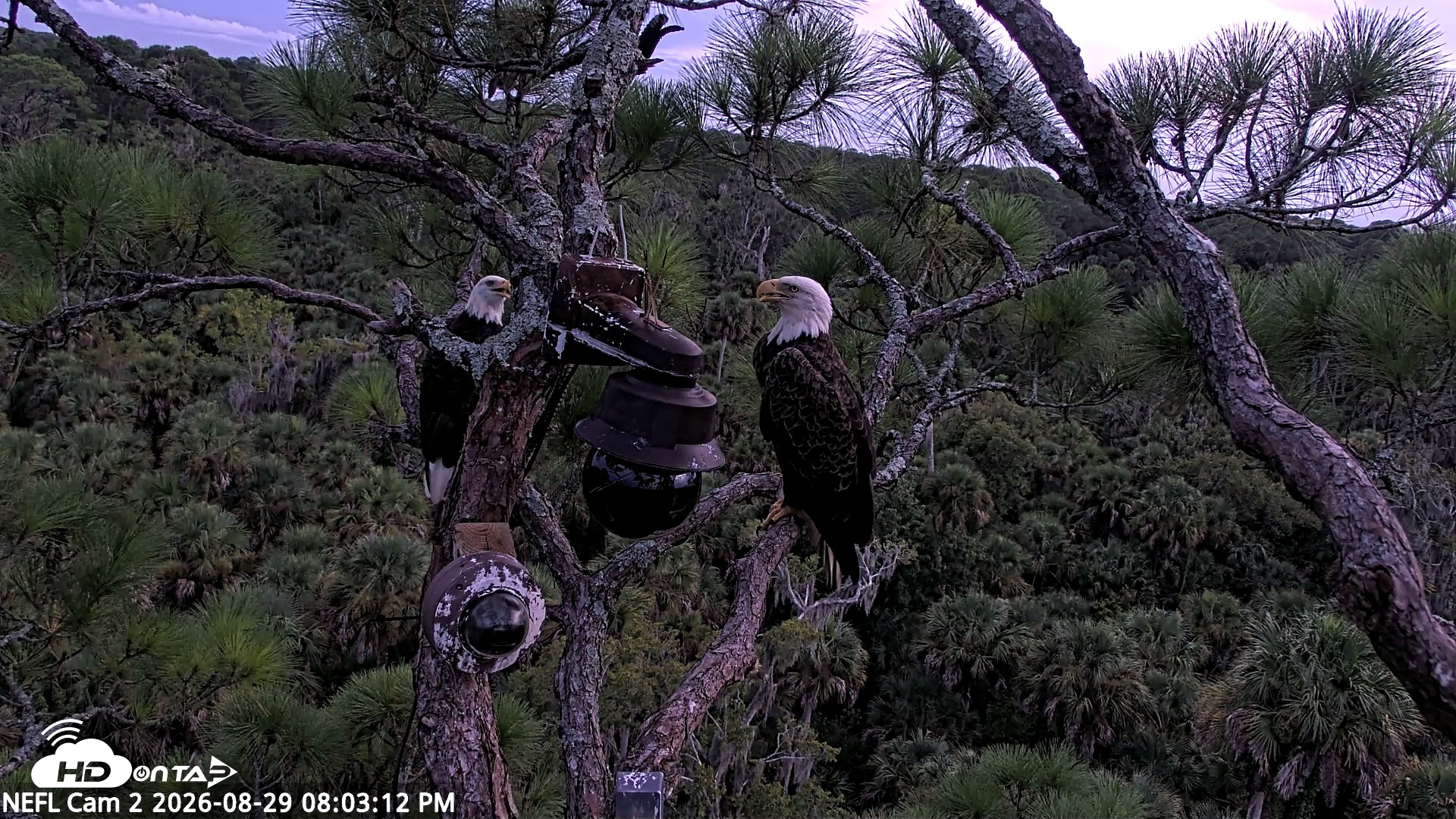 Snapshot of NE Florida Eagles Live Webcam taken Aug 29, 2026, 8:04pm EDT