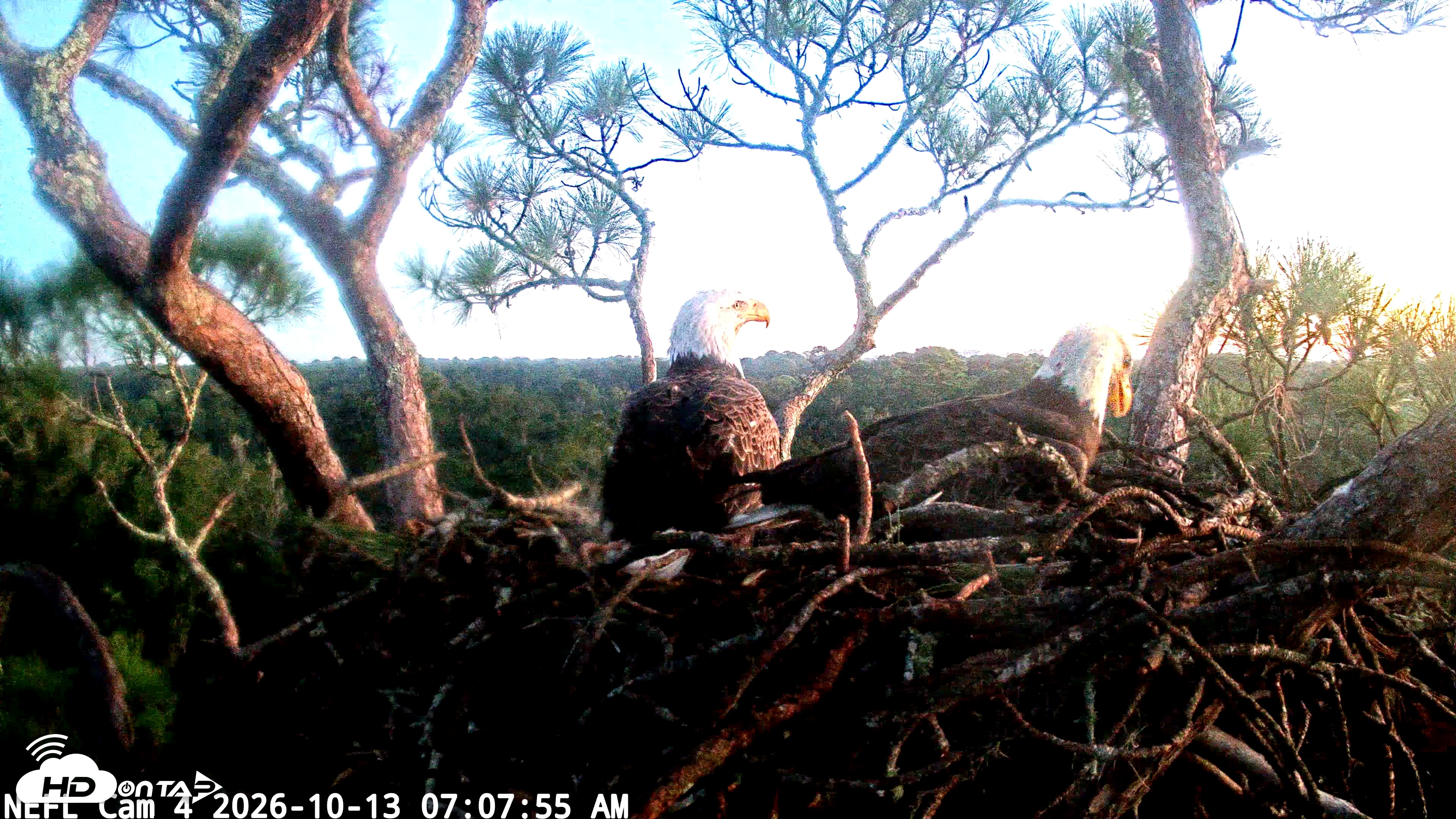 Snapshot of NE Florida Eagles Live Webcam taken Oct 13, 2026, 7:08am EDT