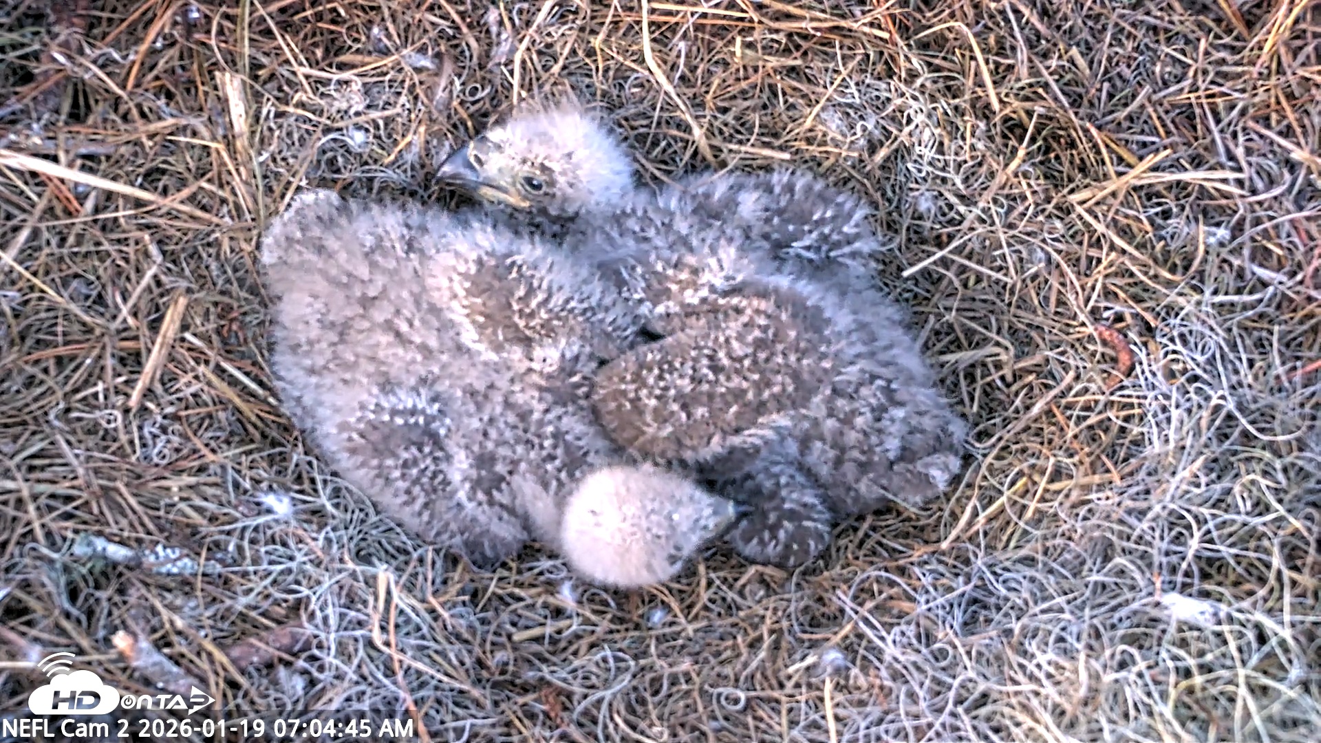 Snapshot of NE Florida Eagles Live Webcam taken Jan 19, 2026, 7:05am EST