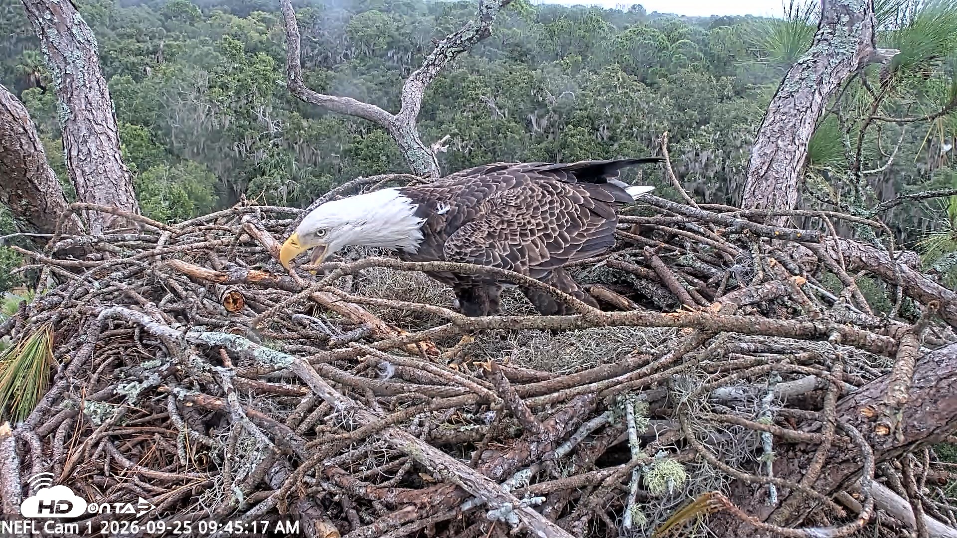 Snapshot of NE Florida Eagles Live Webcam taken Sep 25, 2026, 9:46am EDT