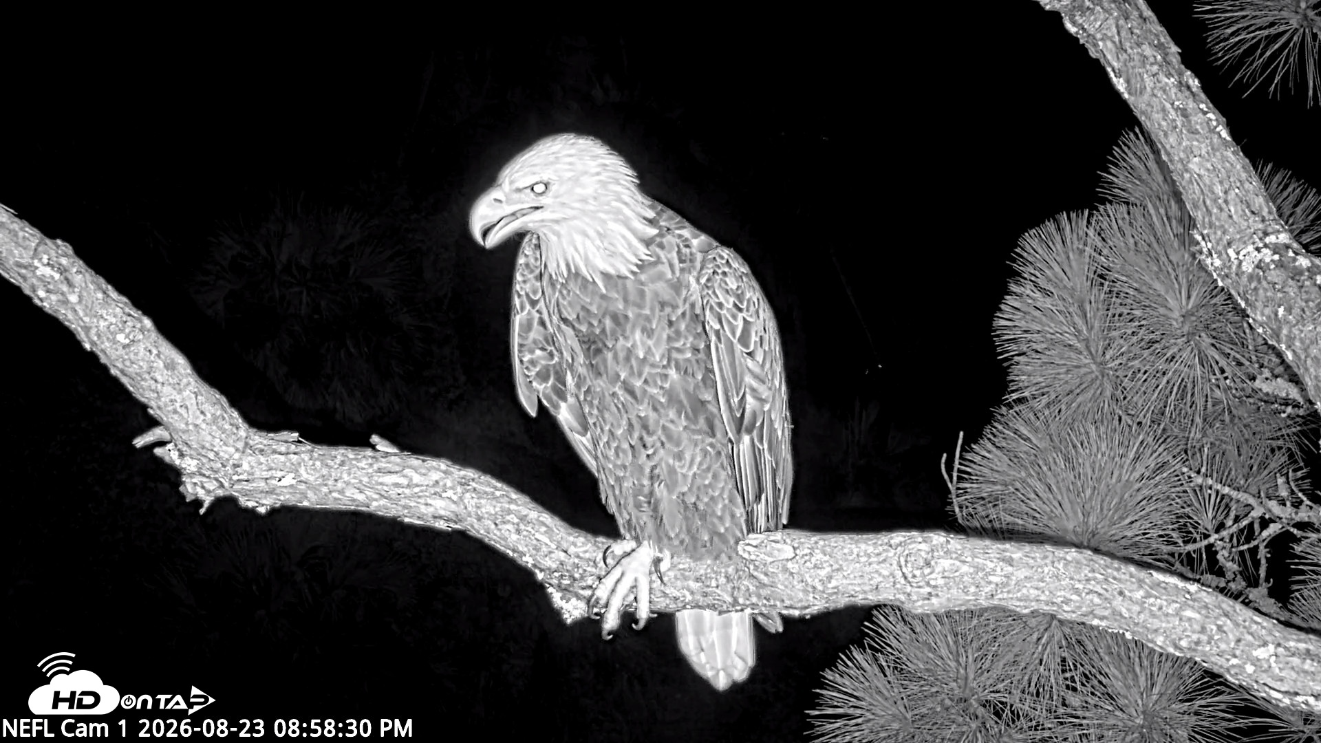 Snapshot of NE Florida Eagles Live Webcam taken Aug 23, 2026, 8:59pm EDT