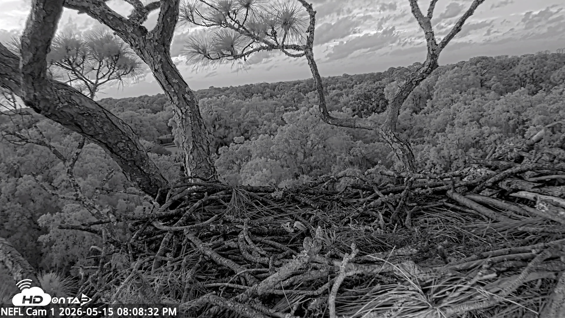 Snapshot of NE Florida Eagles Live Webcam taken May 15, 2026, 8:09pm EDT