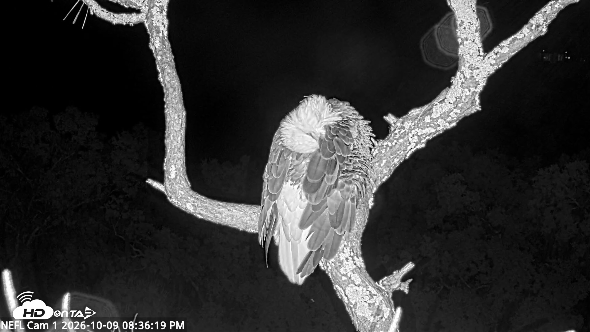 Snapshot of NE Florida Eagles Live Webcam taken Oct 9, 2026, 8:37pm EDT