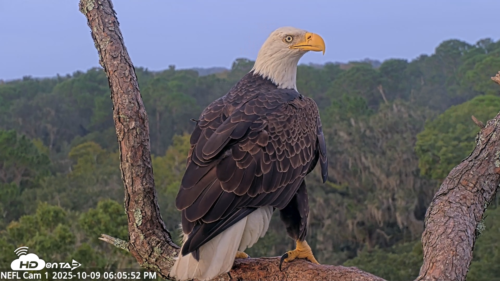Snapshot of NE Florida Eagles Live Webcam taken Oct 9, 2025, 6:07pm EDT