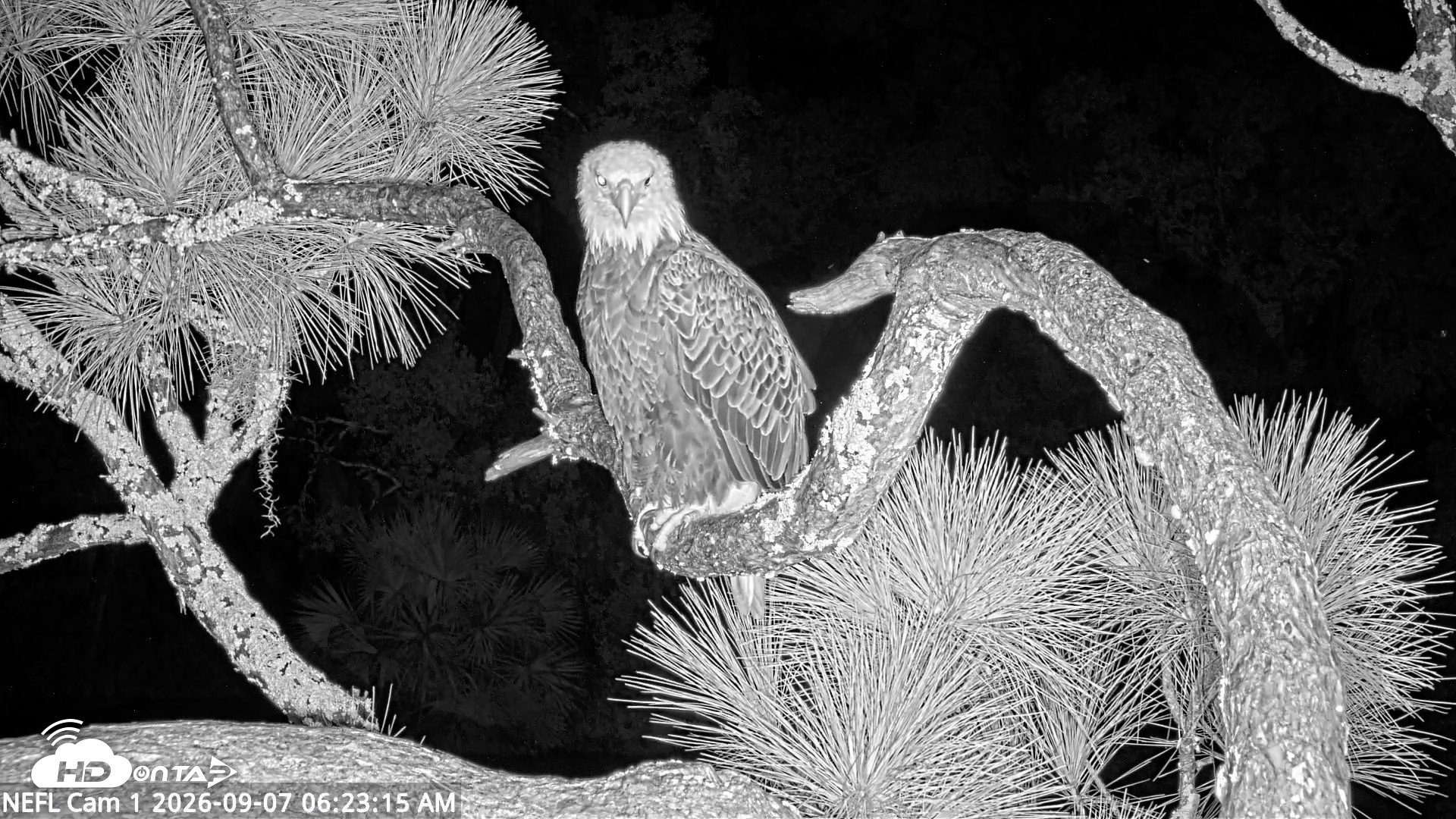 Snapshot of NE Florida Eagles Live Webcam taken Sep 7, 2026, 6:24am EDT