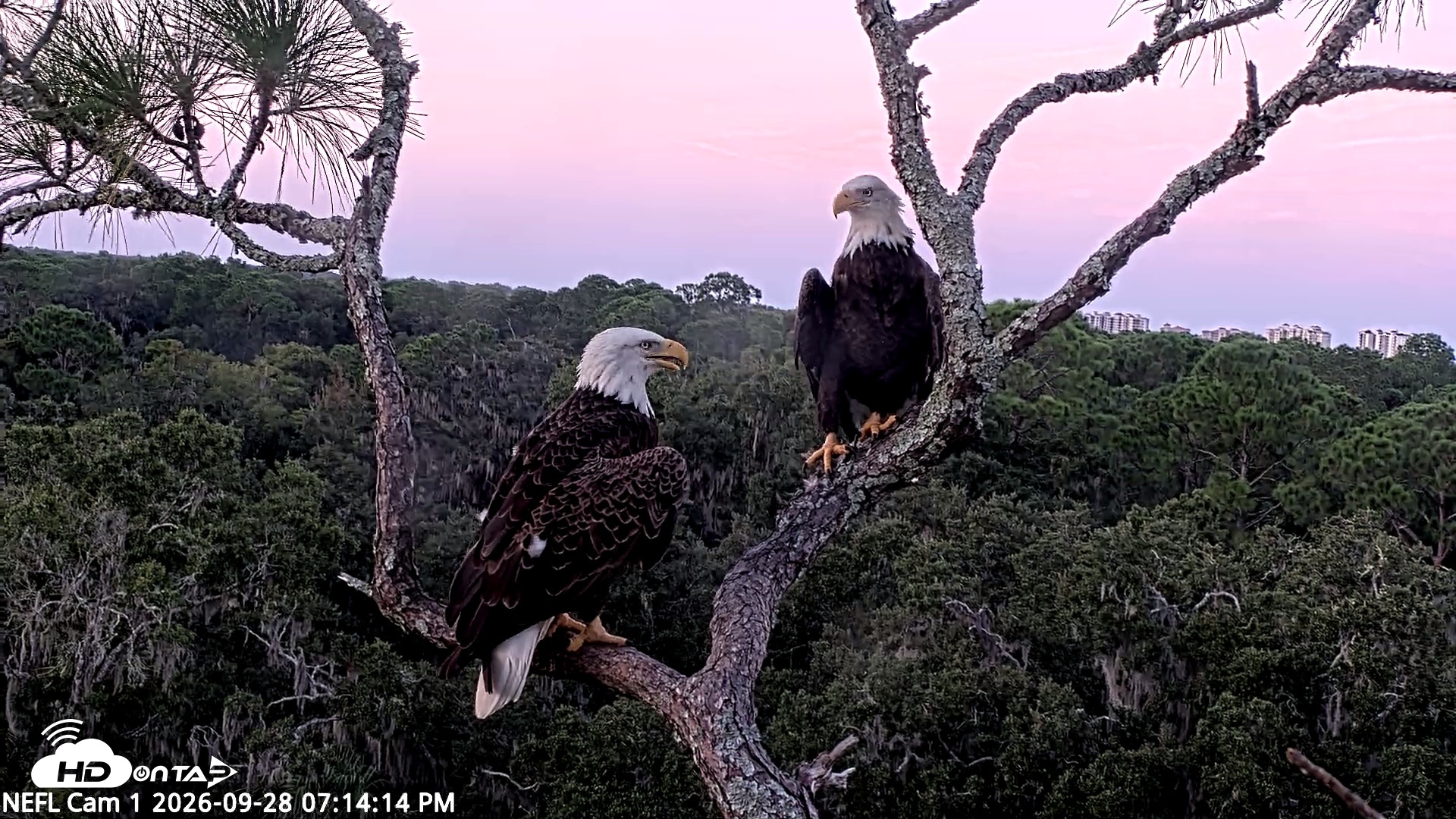 Snapshot of NE Florida Eagles Live Webcam taken Sep 28, 2026, 7:15pm EDT