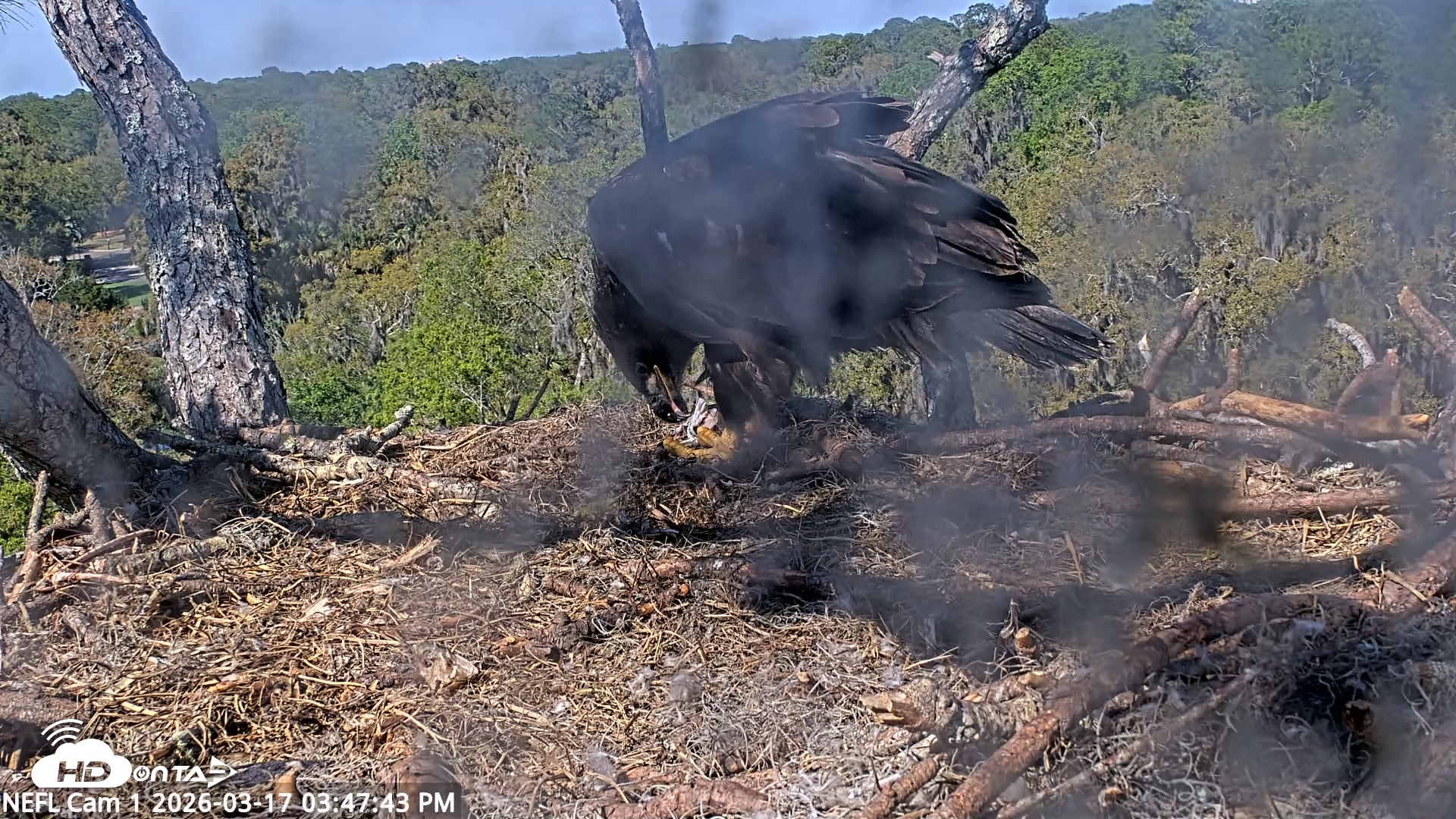 Snapshot of NE Florida Eagles Live Webcam taken Mar 17, 2026, 3:48pm EDT