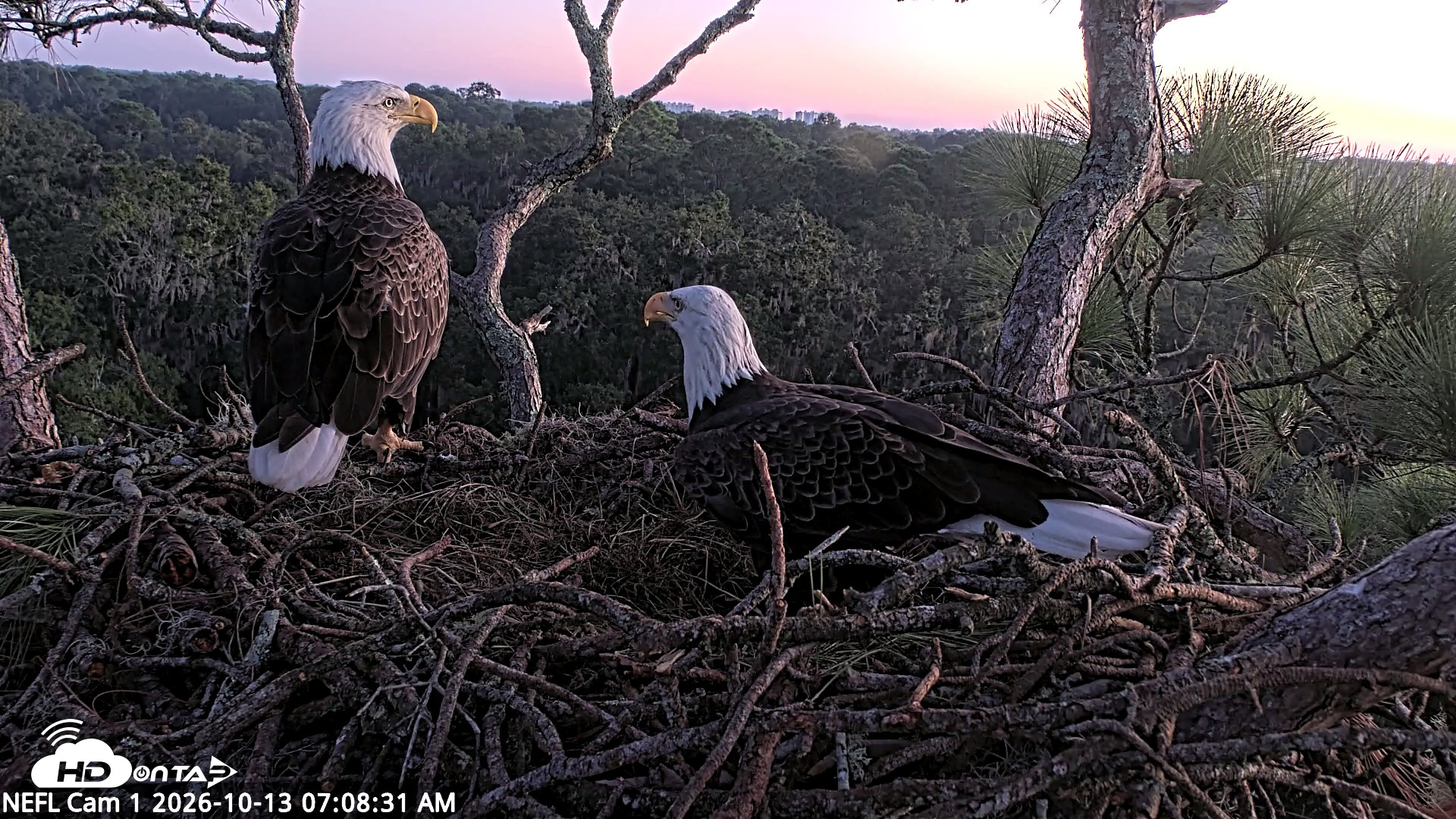 Snapshot of NE Florida Eagles Live Webcam taken Oct 13, 2026, 7:09am EDT