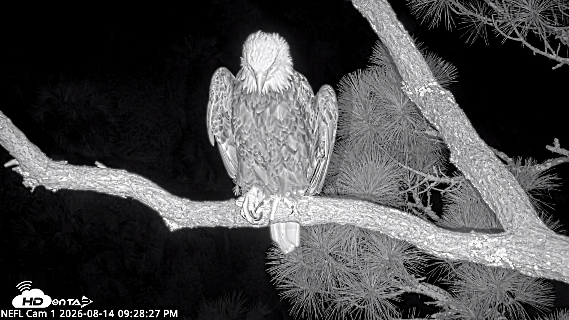 Snapshot of NE Florida Eagles Live Webcam taken Aug 14, 2026, 9:29pm EDT