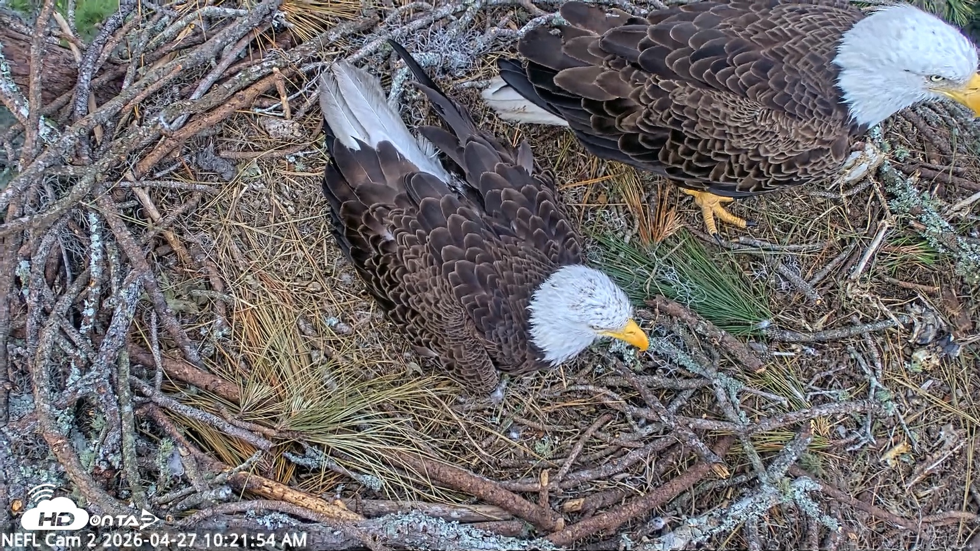 Snapshot of NE Florida Eagles Live Webcam taken Apr 27, 2026, 10:22am EDT