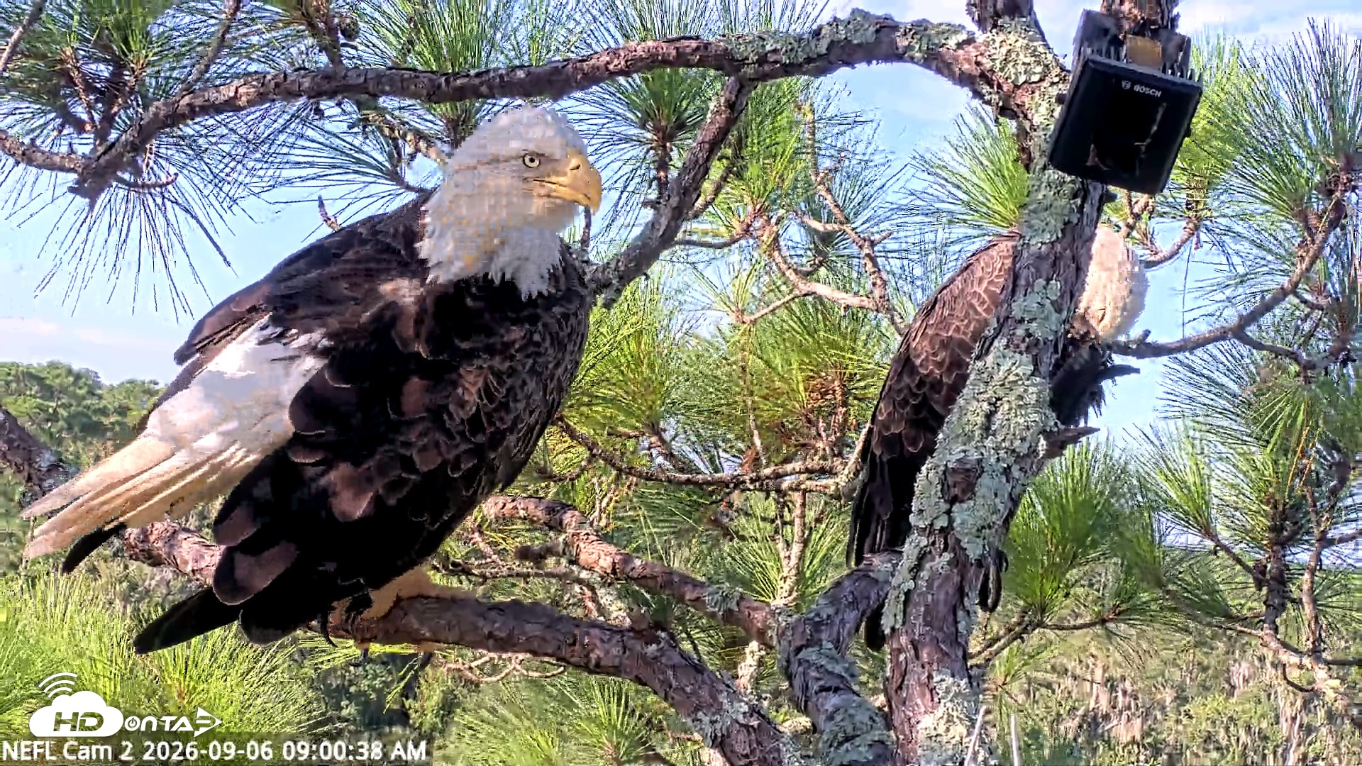 Snapshot of NE Florida Eagles Live Webcam taken Sep 6, 2026, 9:01am EDT