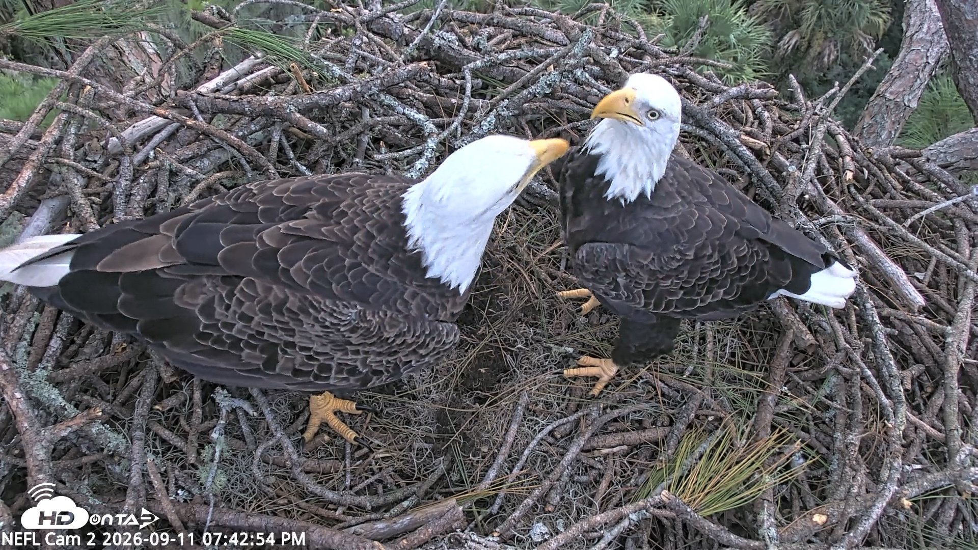 Snapshot of NE Florida Eagles Live Webcam taken Sep 11, 2026, 7:44pm EDT