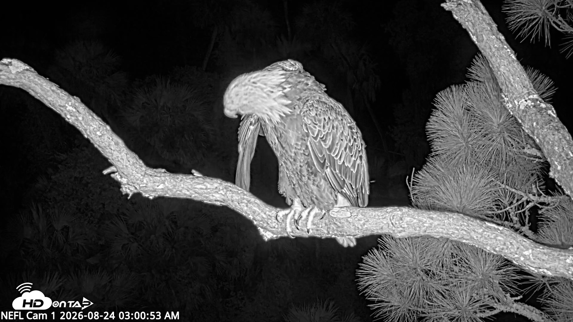 Snapshot of NE Florida Eagles Live Webcam taken Aug 24, 2026, 3:01am EDT