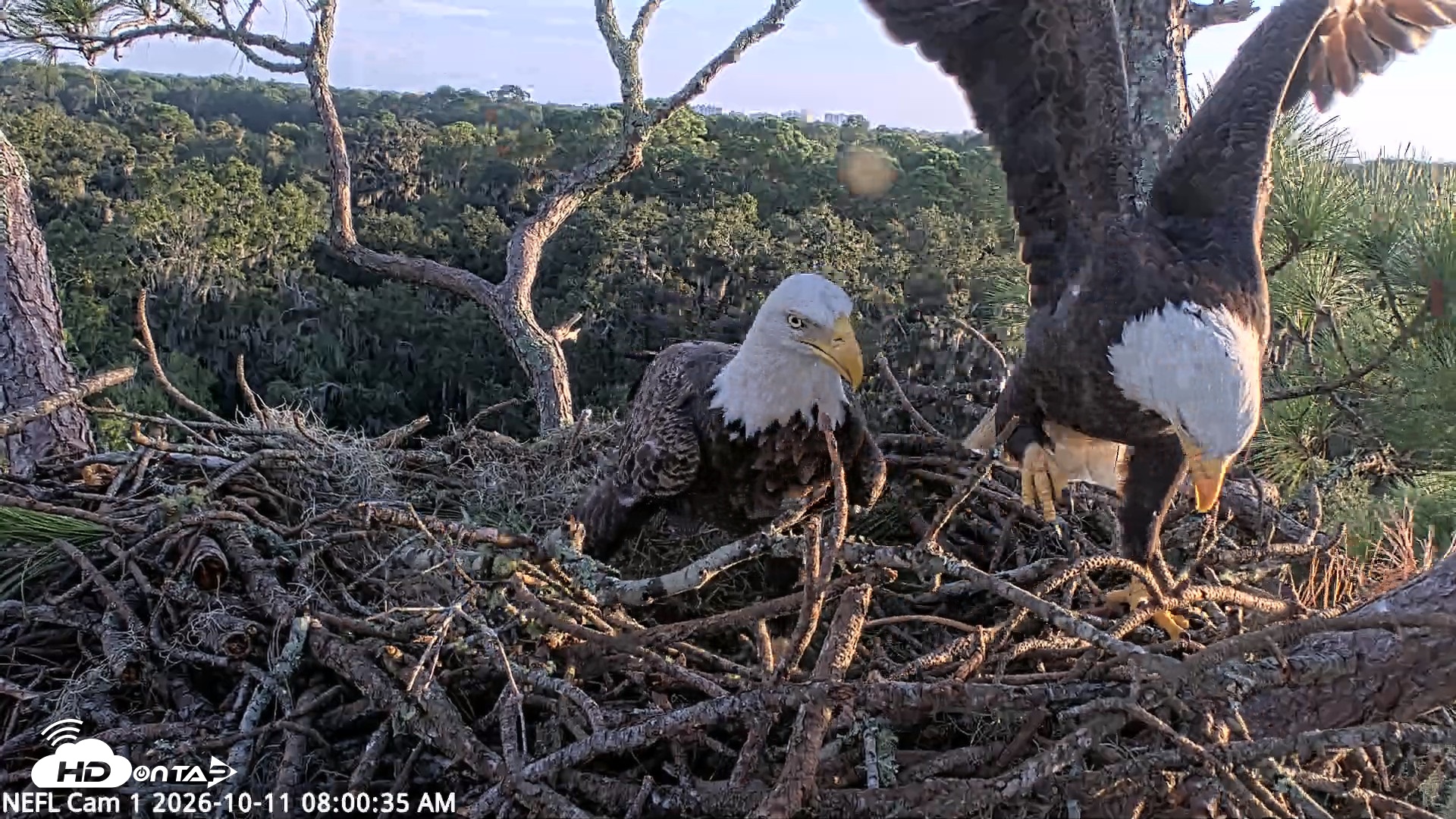 Snapshot of NE Florida Eagles Live Webcam taken Oct 11, 2026, 8:01am EDT