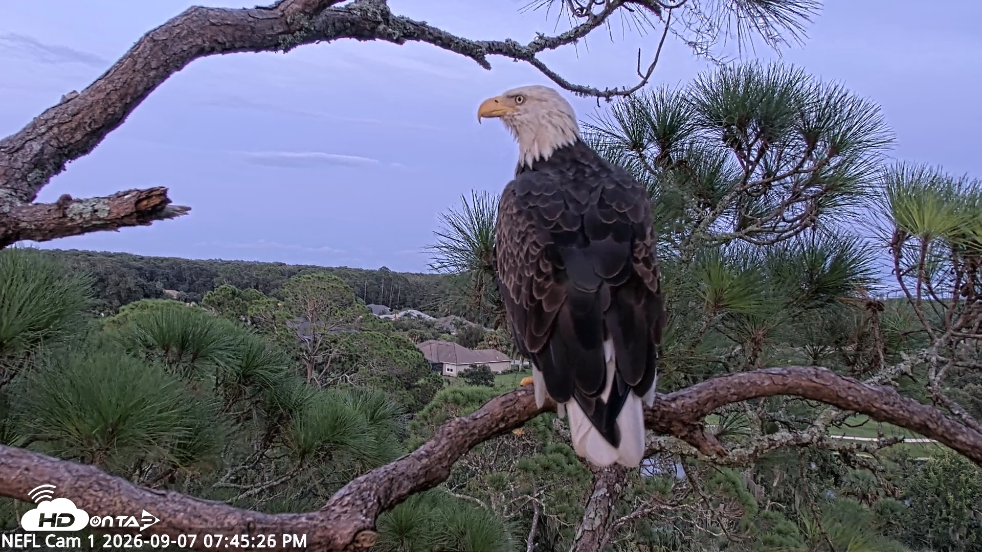Snapshot of NE Florida Eagles Live Webcam taken Sep 7, 2026, 7:46pm EDT