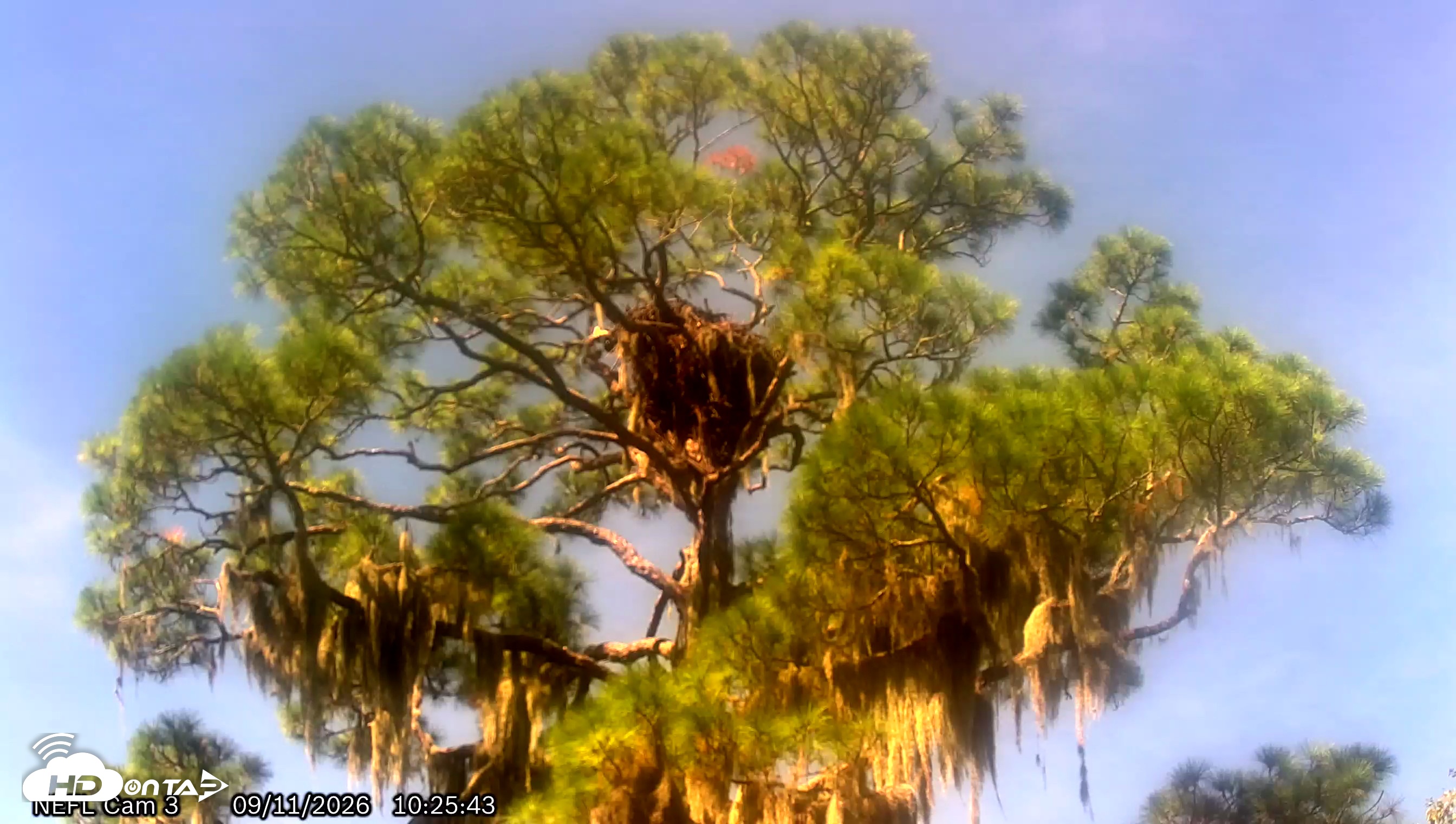 Snapshot of NE Florida Eagles Live Webcam taken Sep 11, 2026, 10:26am EDT